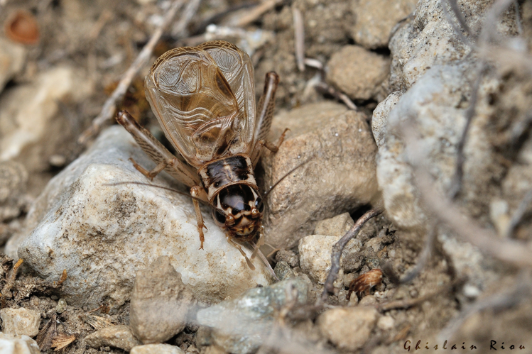 Eugryllodes pipiens mâle., 9 sept. 2023, Llo 66 &copy; Ghislain Riou