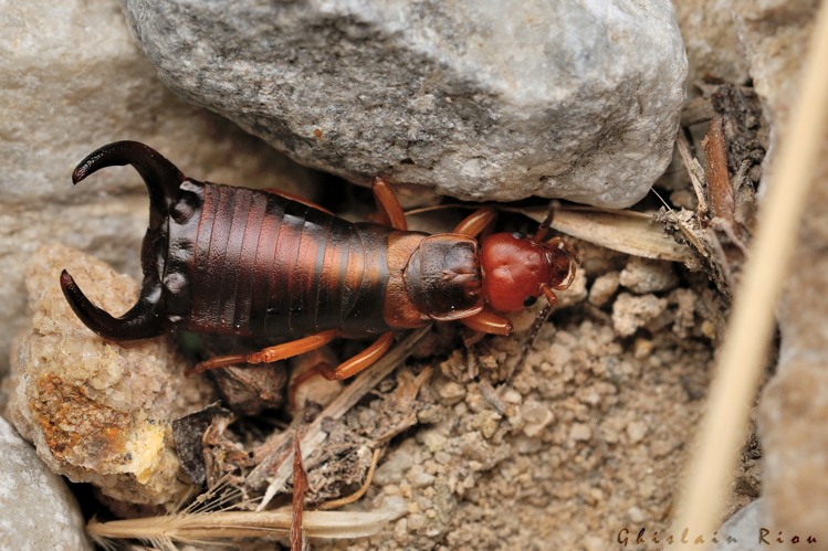 Chelidura pyrenaica, 9 sept. 2023, Llo 66 &copy; Ghislain Riou