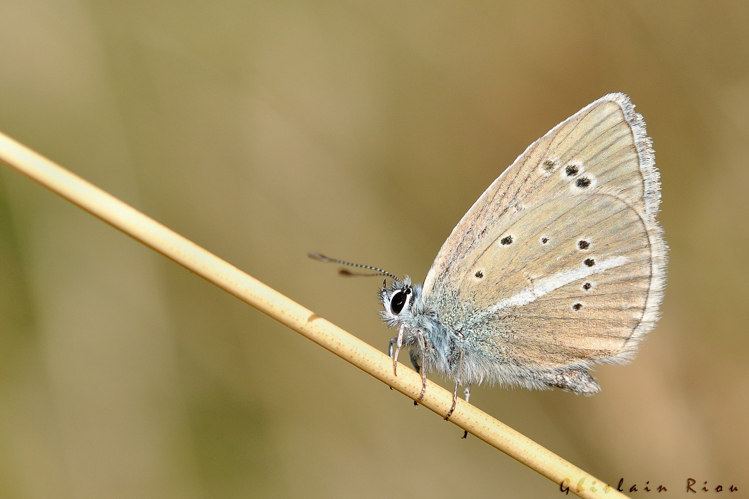 Polyommatus damon, 10 sept. 2023, Llo 66 &copy; Ghislain Riou