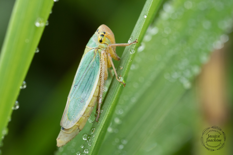 Cicadella viridis, oct. 2020, Mazères 09 &copy; Jessica Joachim