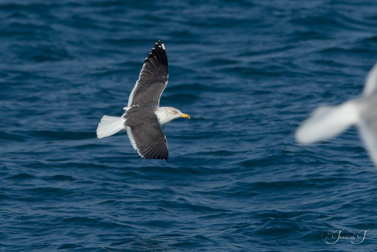 Goéland brun, janv. 2017, La Grande-Motte (34) &copy; Jessica Joachim