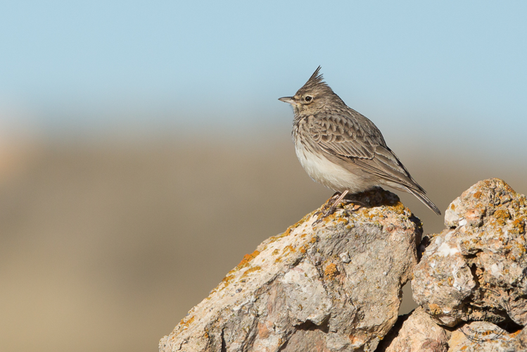 Cochevis de Thékla &copy; Jessica Joachim