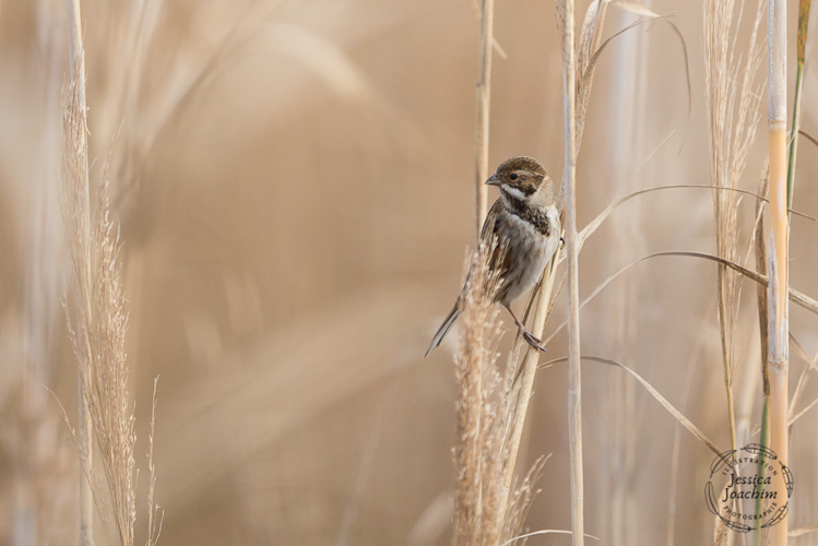 Bruant des roseaux, Déc. 2019, Gruissan 11 &copy; Jessica Joachim