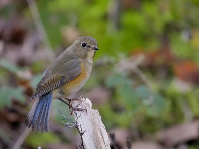 Robin à flancs roux, 17 Déc. 2022, Cambounet-sur-le-Sor 81 &copy; Rougeyrolles Delphine, Thorel Guilhem