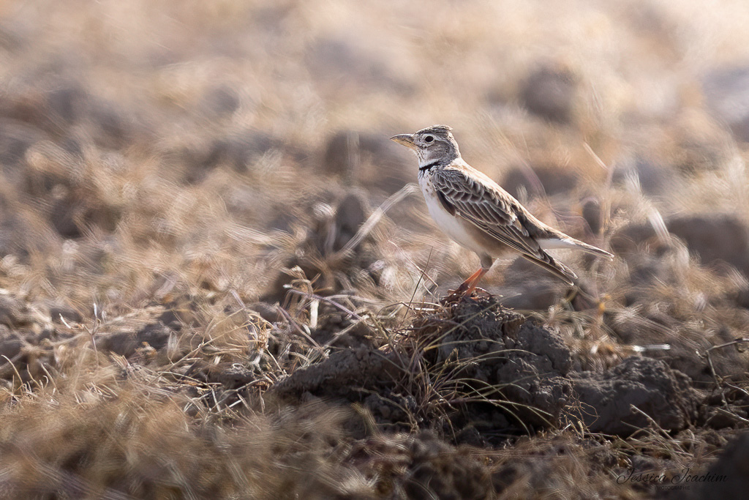 Alouette calandre, avril 2023 &copy; Jessica Joachim