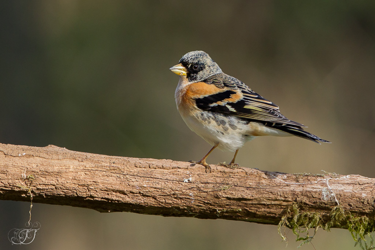 Pinson du nord mâle, fév. 2016, Mazères 09 &copy; Jessica Joachim
