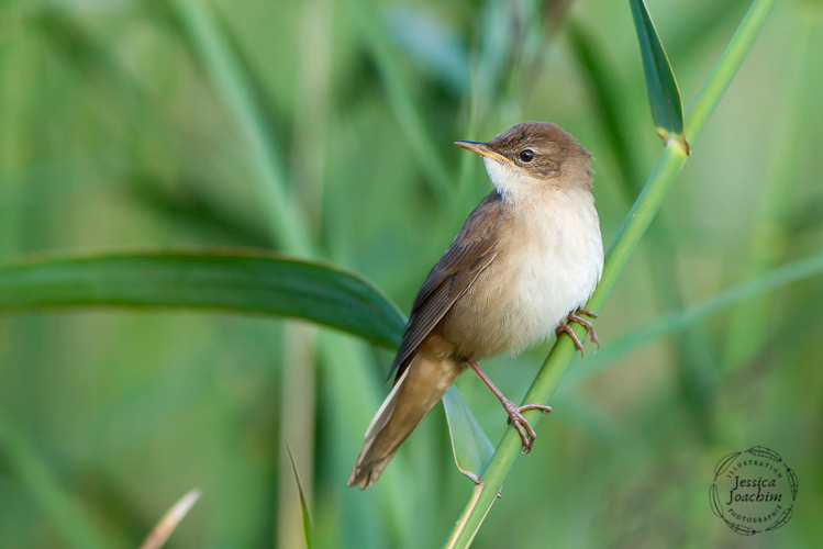 Locustelle luscinioïde, août 2020 &copy; Jessica Joachim