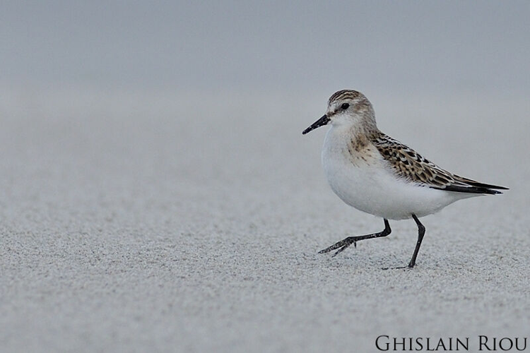 jeune Bécasseau minute &copy; Ghislain Riou