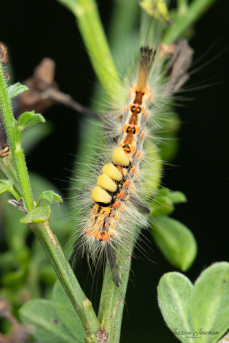 chenille d'Orgyia antiqua, juillet 2023, Serviès 81 &copy; Jessica Joachim
