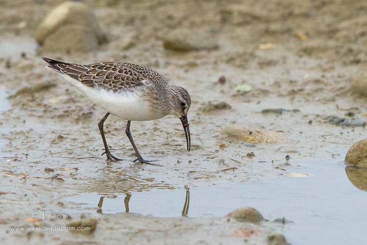 jeune Bécasseau cocorli, Sept. 2014, Mazères 09 &copy; Jessica Joachim