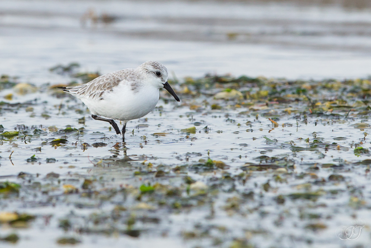 Bécasseau sanderling, Déc. 2017 &copy; Jessica Joachim