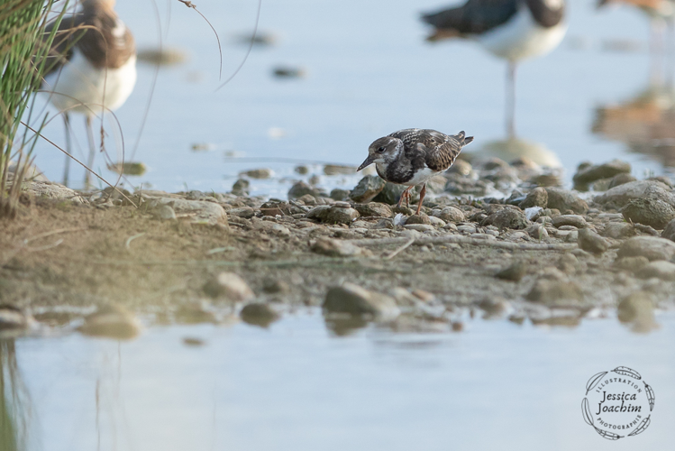 Tournepierre à collier, Sept. 2020, Mazères 09 &copy; Jessica Joachim
