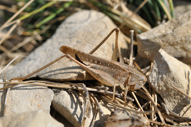Platycleis intermedia fem., 23 sept. 2023, Moux 11 &copy; Ghislain Riou