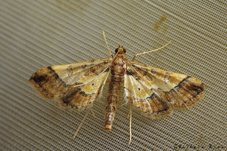 Hydriris ornatalis, 22 sept. 2023, Gruissan 11 &copy; Ghislain Riou