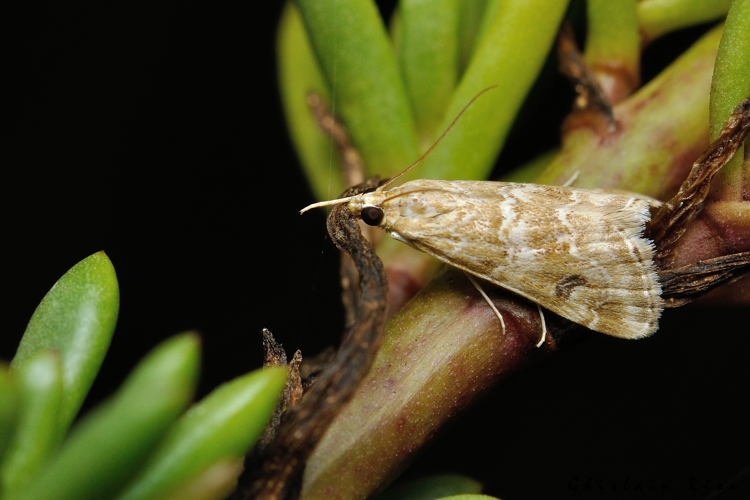Hellula undalis, 22 sept. 2023, Gruissan 11 &copy; Ghislain Riou