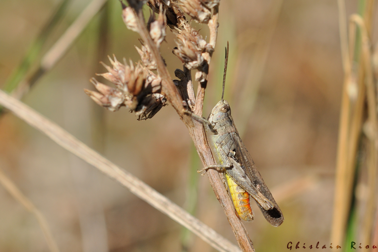 Gomphocerippus jacobsi mâle, 30 sept. 2023, La Tour de Carol 66 &copy; Ghislain Riou