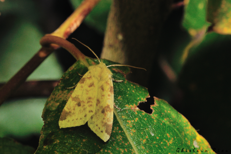 Cirrhia icteritia, 1er Oct. 2023, Porta 66 &copy; Ghislain Riou