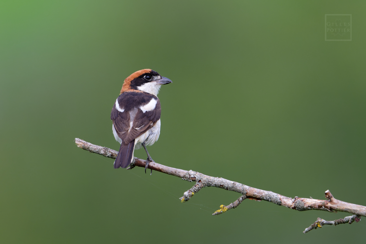 Lanius senator ♂, Montgaillard (Hautes-Pyrénées) &copy; Gilles Pottier