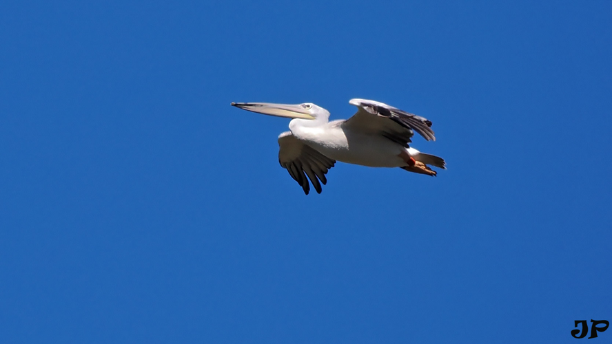 Pélican gris, 7 Oct. 2023, Gruissan 11 &copy; Jean-Philippe Thelliez