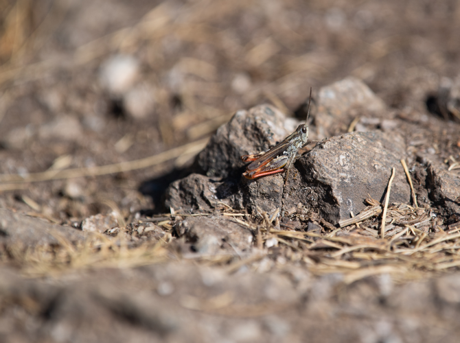 Gomphocerippus saulcyi saulcyi (Krauss, 1888), mâle,  22/08/2023, Estoher (66320) &copy; Simon Combet
