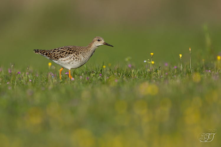 Combattant varié, mars 2017, Mazères 09 &copy; Jessica Joachim