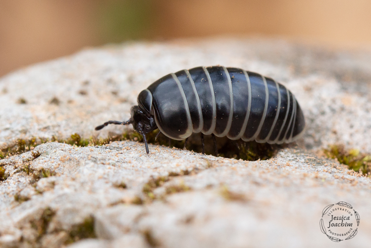 Glomeris marginata, Fév. 2021, Montségur 09 &copy; Jessica Joachim