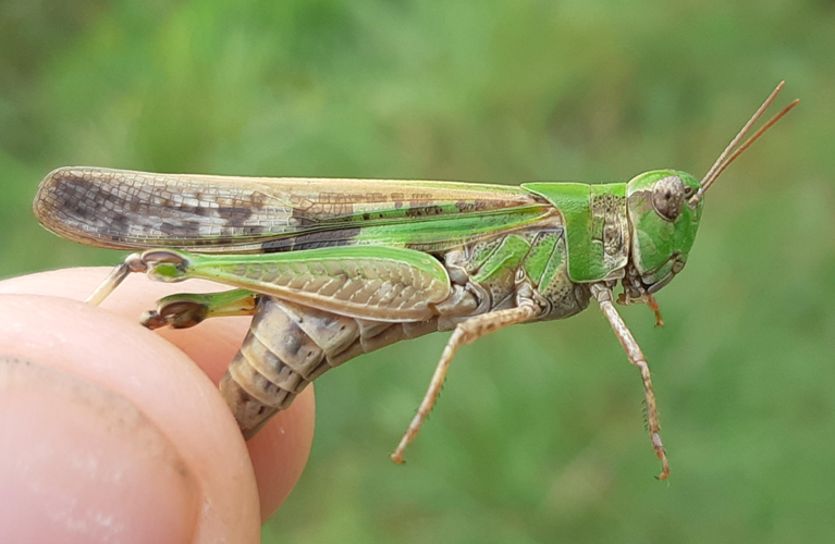 Aiolopus thalassinus, 12 Sept. 2023, Ste-Foy-d'Aigrefeuille 31 &copy; Ghislain Riou