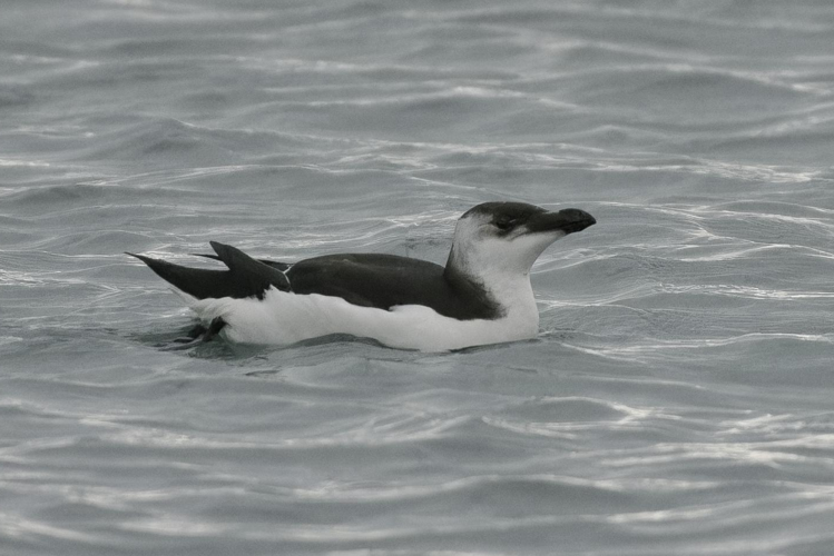 Pingouin torda, Déc. 2022, Narbonne 11 &copy; Thorel Guilhem, Rougeyrolles Delphine