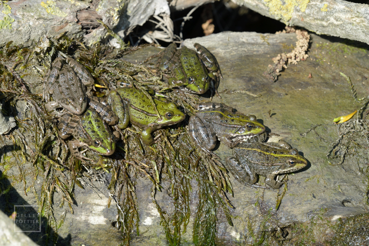 Groupe de Pelophylax sp. en héliothermie (probablement P. ridibundus). Notez la coloration très variable (Camalès, Hautes-Pyrénées) &copy; Gilles Pottier