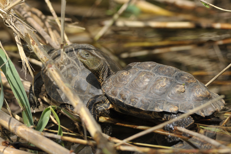 Mauremys leprosa, individus en héliothermie (Banyuls-sur-Mer, Pyrénées-Orientales). Notez les protubérances squameuses des écailles de la dossière. &copy; Gilles Pottier