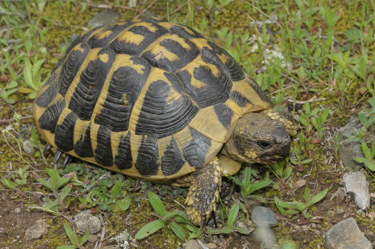 Testudo hermanni hermanni ♂, versant espagnol des Albères (prov. Gerona, Catalogne) &copy; Gilles Pottier