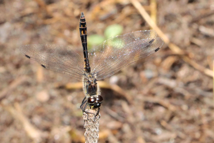 Sympetrum danae, août 2023, Les Angles 66 &copy; Mangold Nicolas