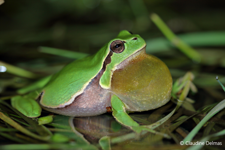 Hyla arborea, mâle chantant (Sainte-Croix, Aveyron) &copy; Claudine Delmas