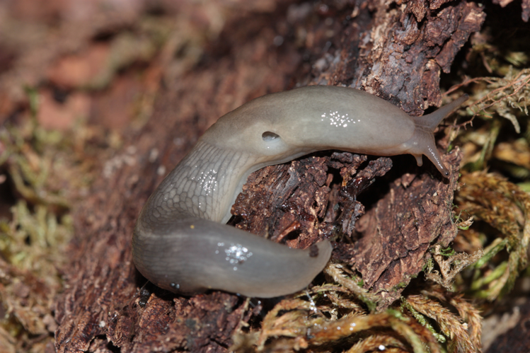 Lehmannia marginata, photographié le 2 mai 2022 dans un boisement ancien à Quissac (Lot) &copy; Pierre-Olivier Cochard