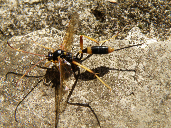 Acroricnus seductor 24 aout 2021 Saint-Antonin 32 &copy; Jean-Michel Catil