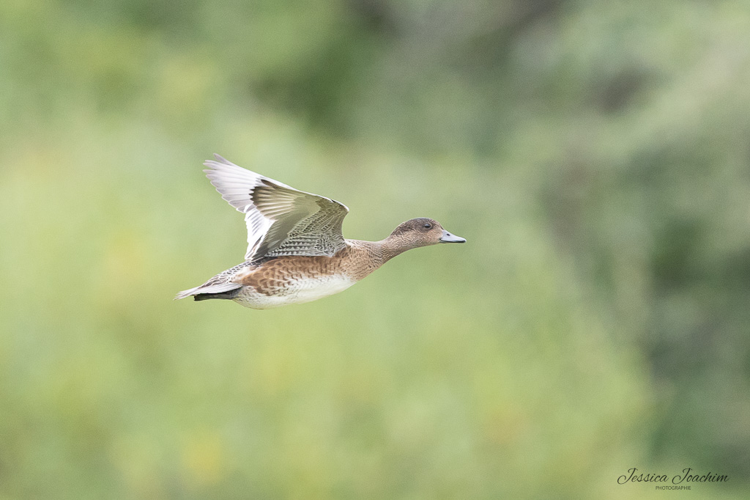 Canard siffleur, août 2023 &copy; Jessica Joachim