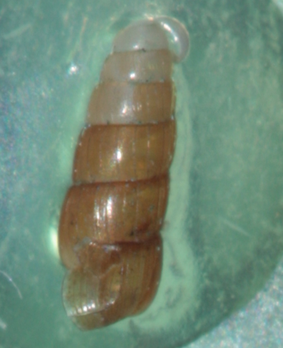 Aspect général d'un adulte, notez les cotes très espacées (donnant l'impression de stries) et l'aspect translucide brun de la coquille &copy; Pierre-Olivier Cochard