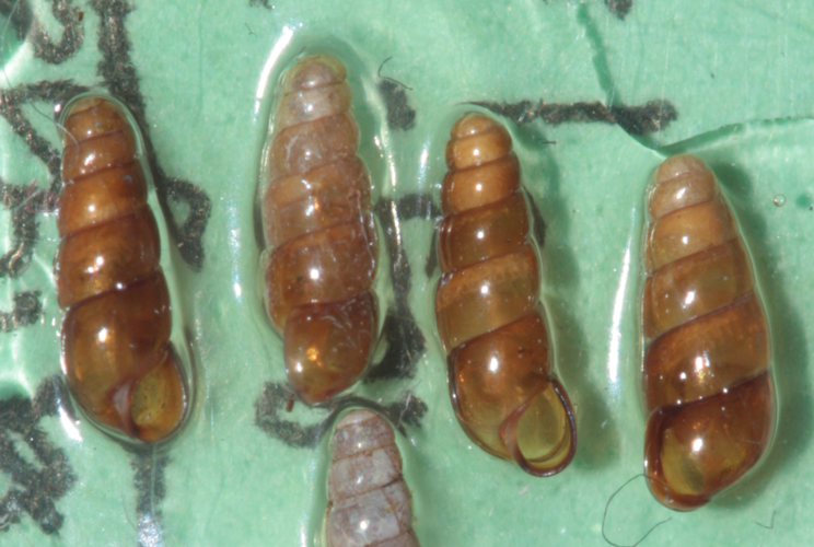 série de spécimens trouvés en tamisant la litière (Saint-Girons, Ariège) &copy; Pierre-Olivier Cochard