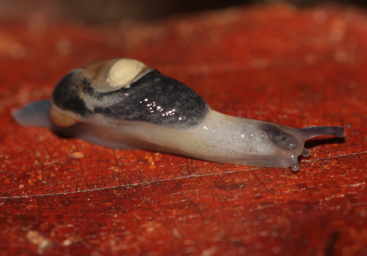 spécimen adulte et actif, trouvé au sud de Saint-Girons (Ariège) &copy; Pierre-Olivier Cochard