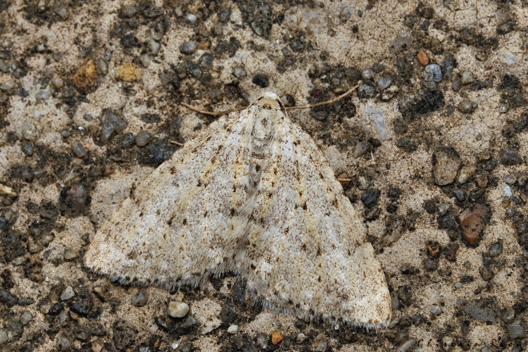 Colostygia multistrigaria, 2 fév. 2024, Venerque (31) &copy; Ghislain Riou