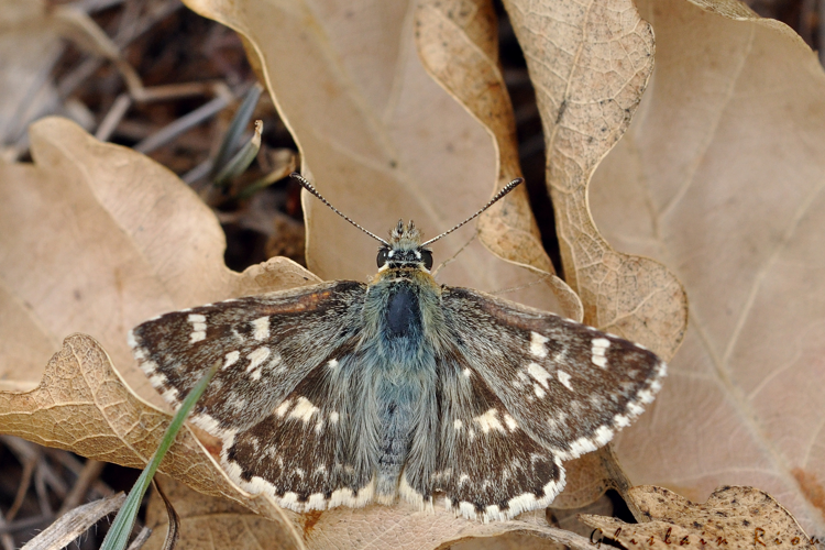 Muschampia proto, juillet 2014, Pourrières (13) &copy; Ghislain Riou