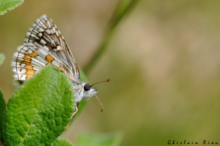 Pyrgus sidae, mai 2014, Pourrières (13) &copy; Ghislain Riou