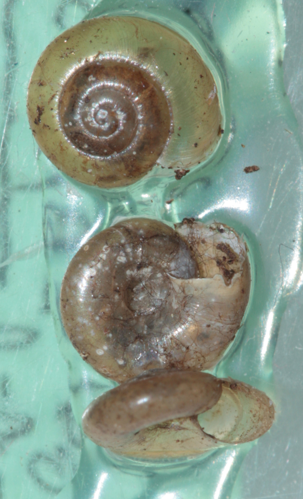 Aegopinella pura, plusieurs coquilles vues sous différents angles &copy; Pierre-Olivier Cochard