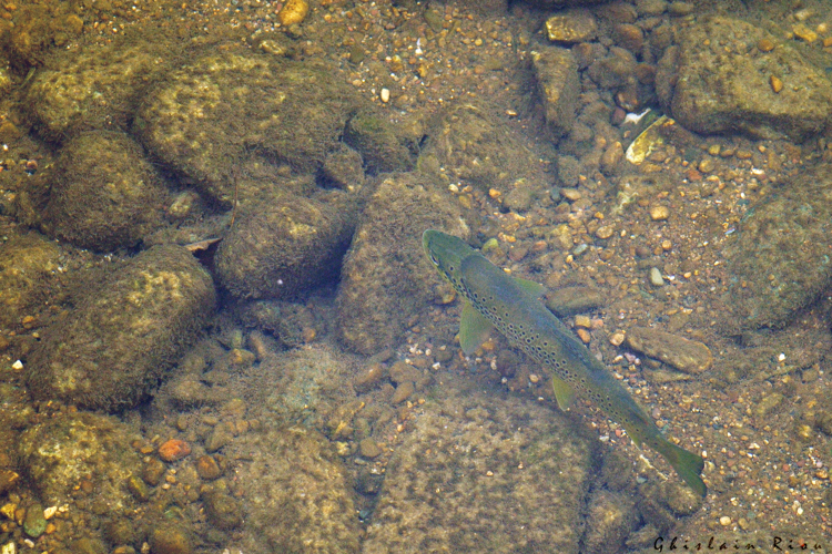 Salmo trutta fario, oct. 2016, Bédarieux (34) &copy; Ghislain Riou