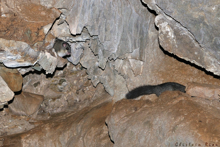Loir gris, oct. 2016, Castanet-le-Haut (34) &copy; Ghislain Riou