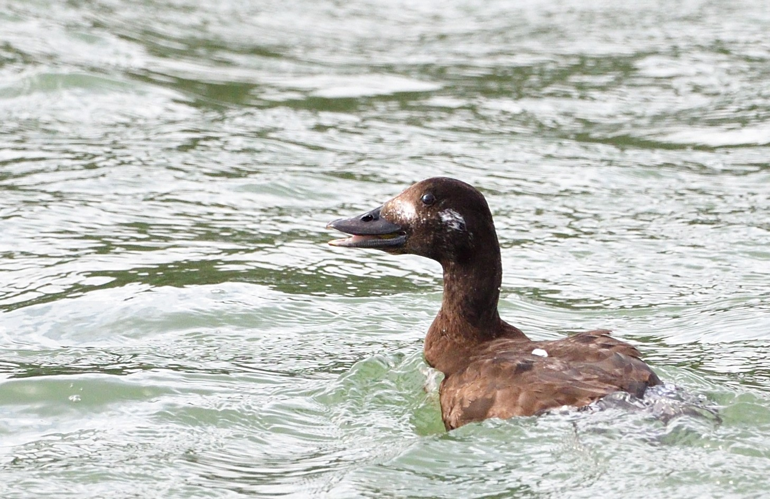 Macreuse brune 2A, 11 février 2024, Nailloux (31) &copy; Jean-Marc L'Hermite