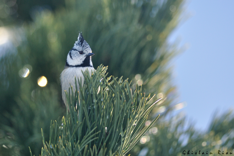 Mésange huppée, 17 fév. 2024, Luzenac (09) &copy; Ghislain Riou