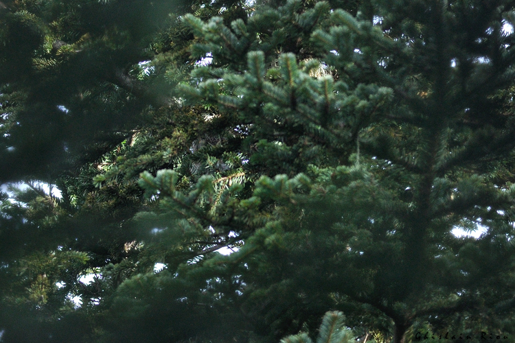 Nyctale de Tengmalm, 18 fév. 2024, Luzenac (09) &copy; Ghislain Riou