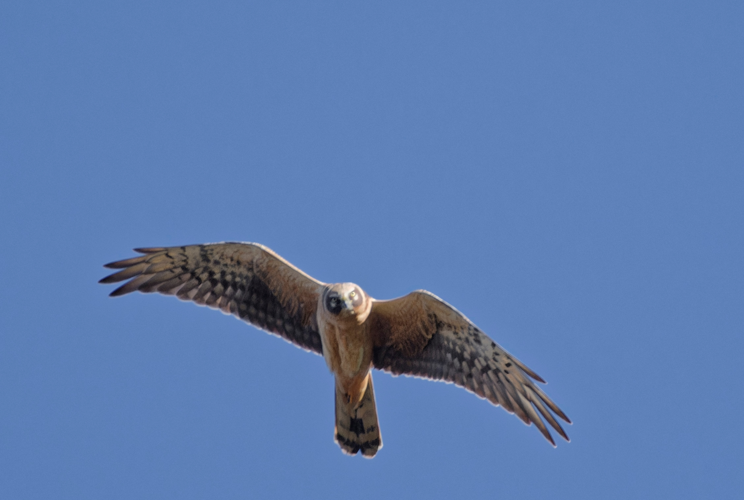 Busard pâle 2A, janv. 2024, Montaut (09) &copy; Thorel Guilhem et Rougeyrolles Delphine