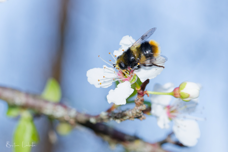 Mallota fuciformis &copy; Bastien Louboutin